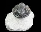 Bargain, Gerastos Trilobite Fossil - Morocco #69113-3